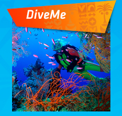 Dive Me